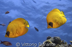 Chaetodon Semilarvatus by Vittorio Durante 